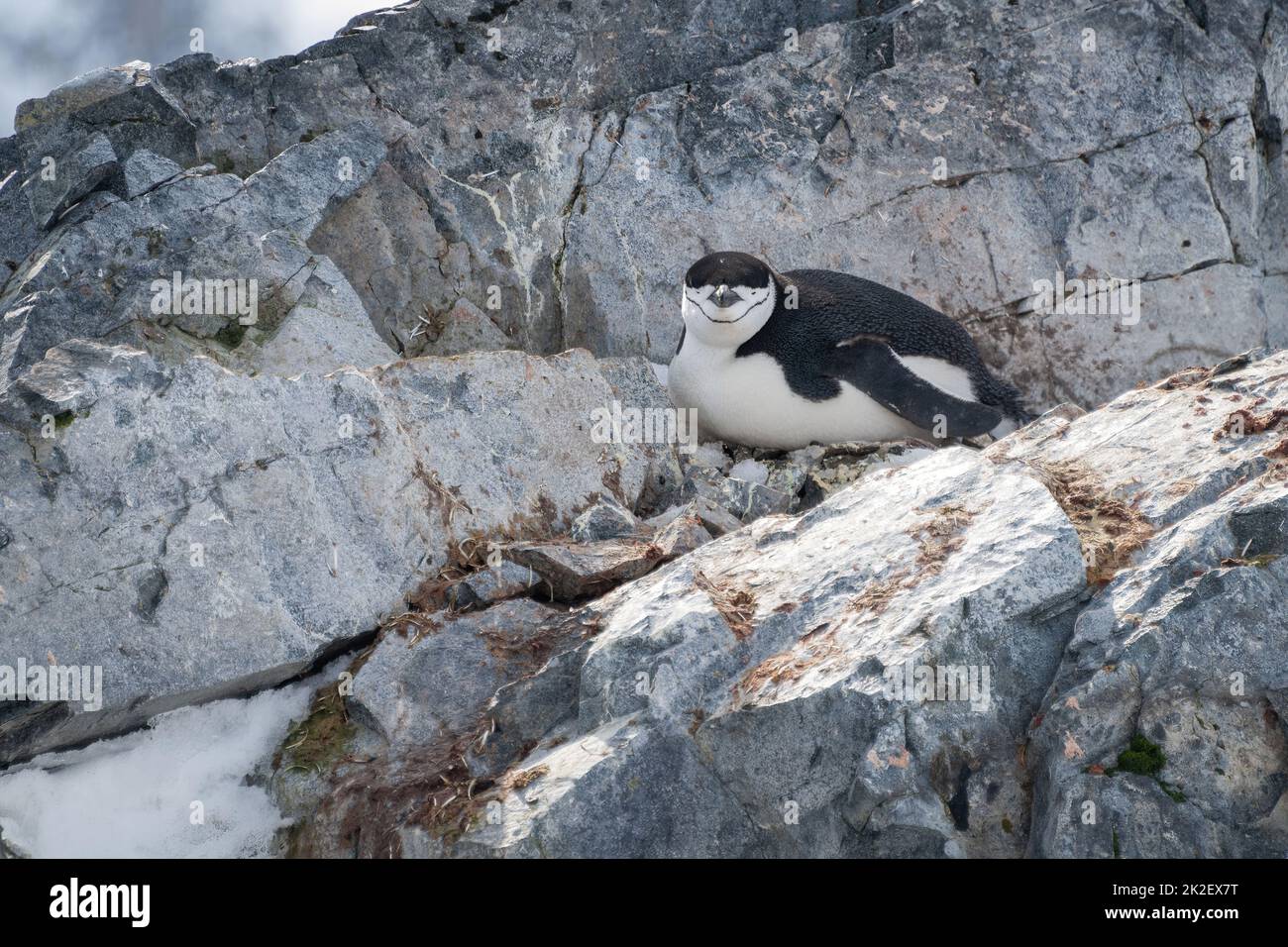 Chinstrap penguin lies on rock facing camera Stock Photo