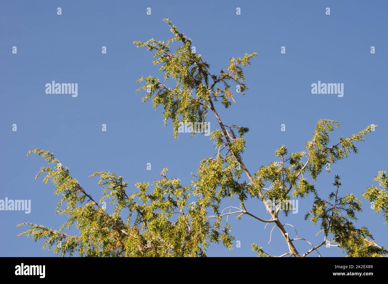 Canary Islands juniper. Stock Photo