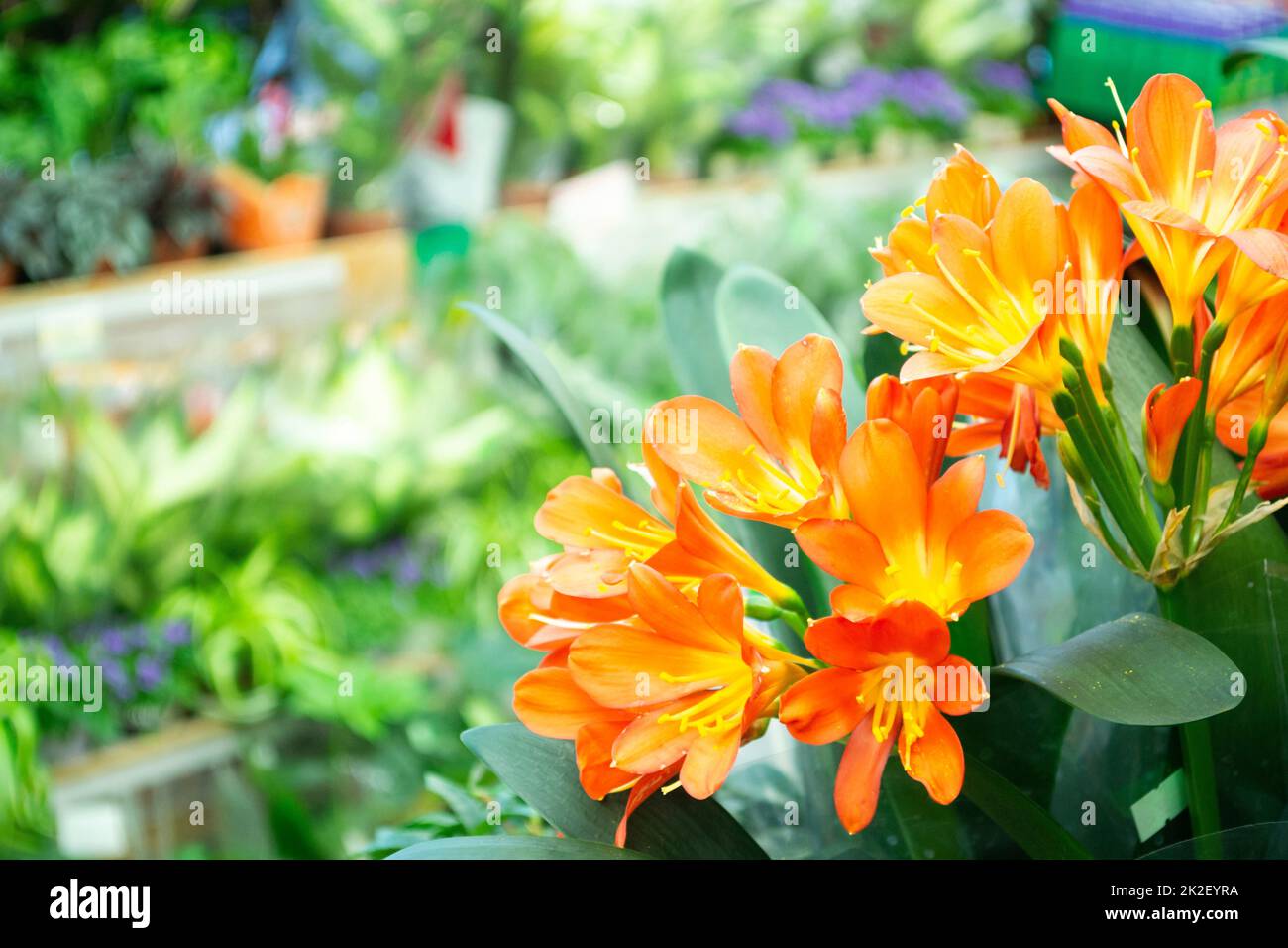 Good morning flower hi-res stock photography and images - Alamy