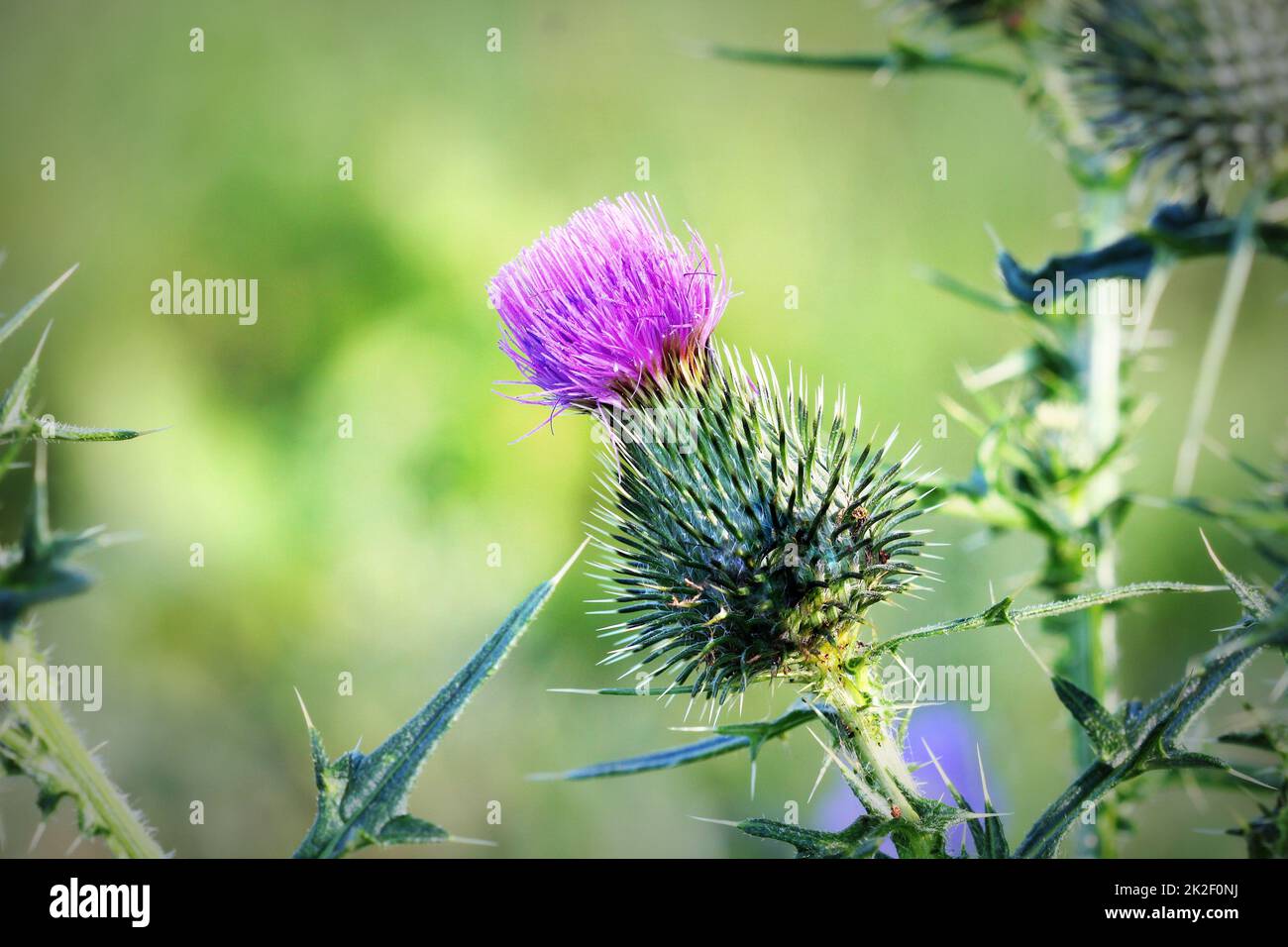 Cirsium vulgare, Spear thistle, Bull thistle, Common thistle, short lived thistle plant with spine tipped winged stems and leaves, pink purple flower heads Stock Photo