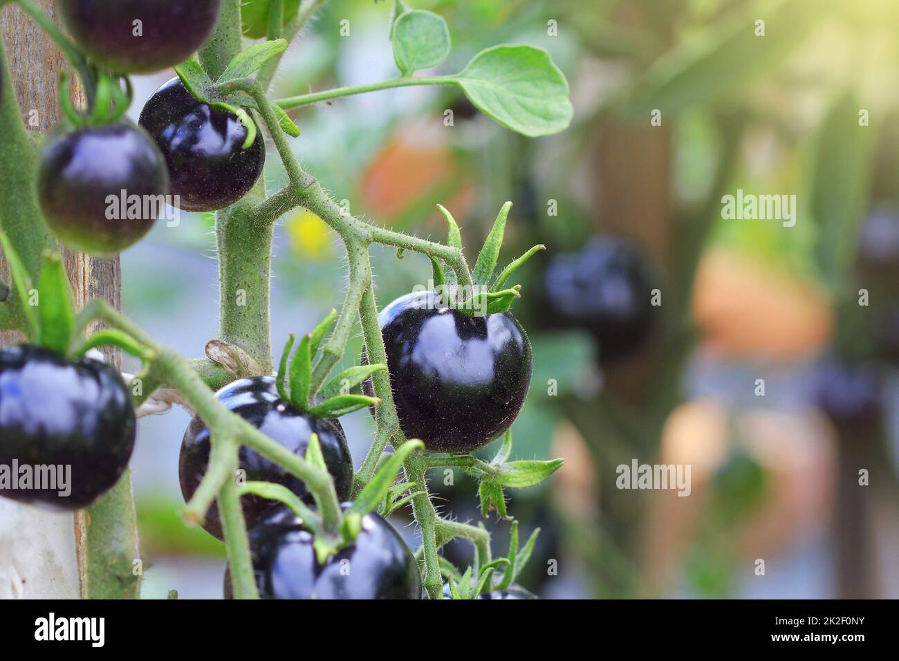 Black tomatoes on a branch in the garden. Indigo rose tomato Stock ...