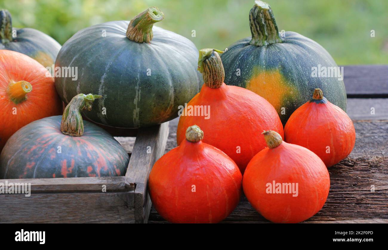 Pumpkin background . Orange and green pumpkins in wooden box on rustic ...