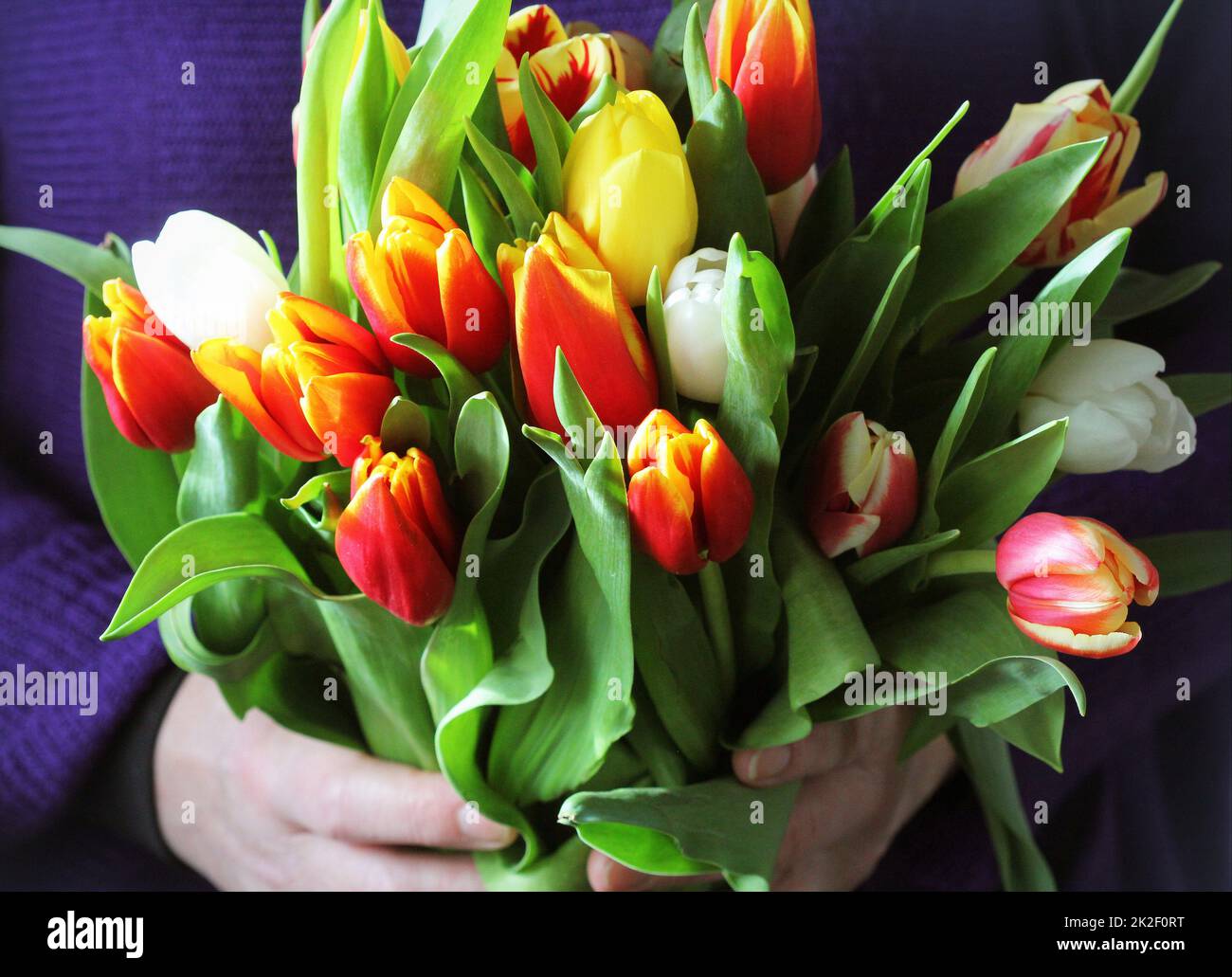 Woman holding a bouquet of beautiful pink tulips, Valentine's , International Women's , Mother day Stock Photo