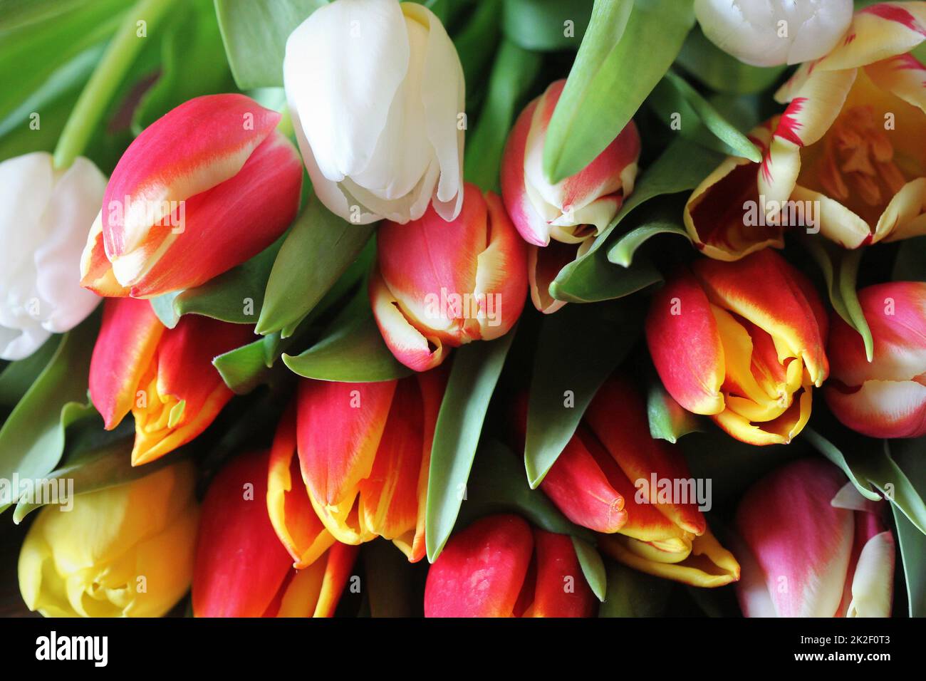 Bouquet of beautiful tulips, Valentine's , International Women's , Mother day Stock Photo