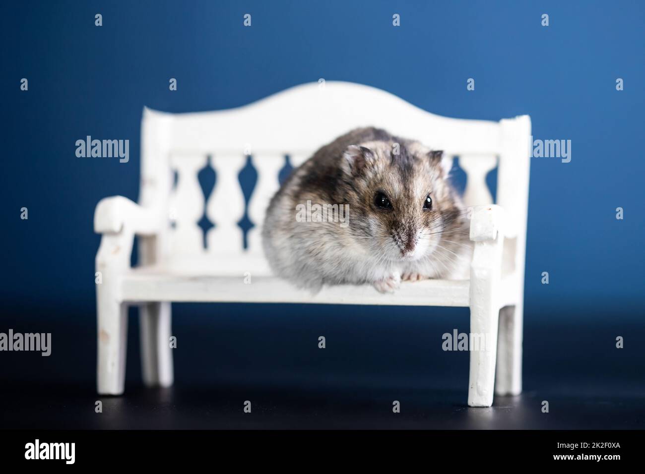 Cute pet hamster on a bench Stock Photo