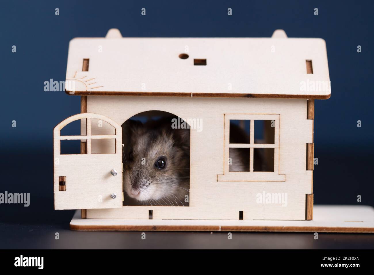 Cute brown hamster in a wooden house Stock Photo