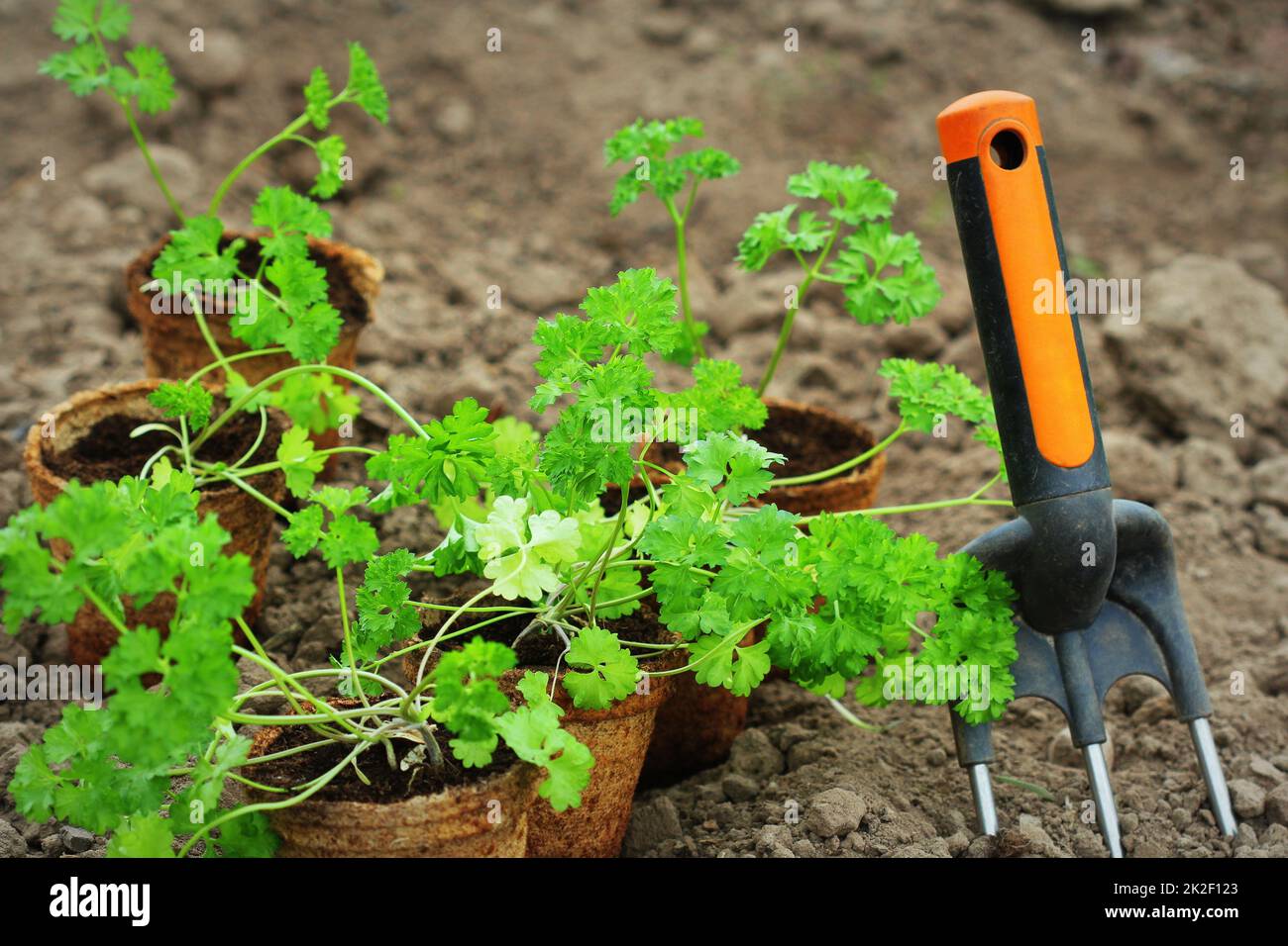 Gardening background.Young fresh seedling of parsley or celery in a pot before planting in soil