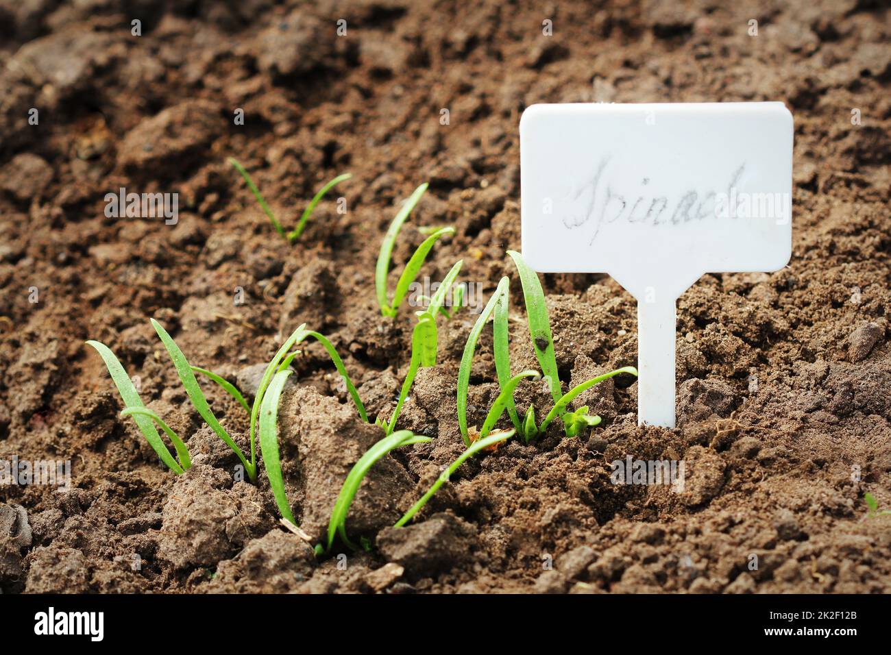 Young spinach sprouts with plant markers . Green spinach seedlings in garden Stock Photo