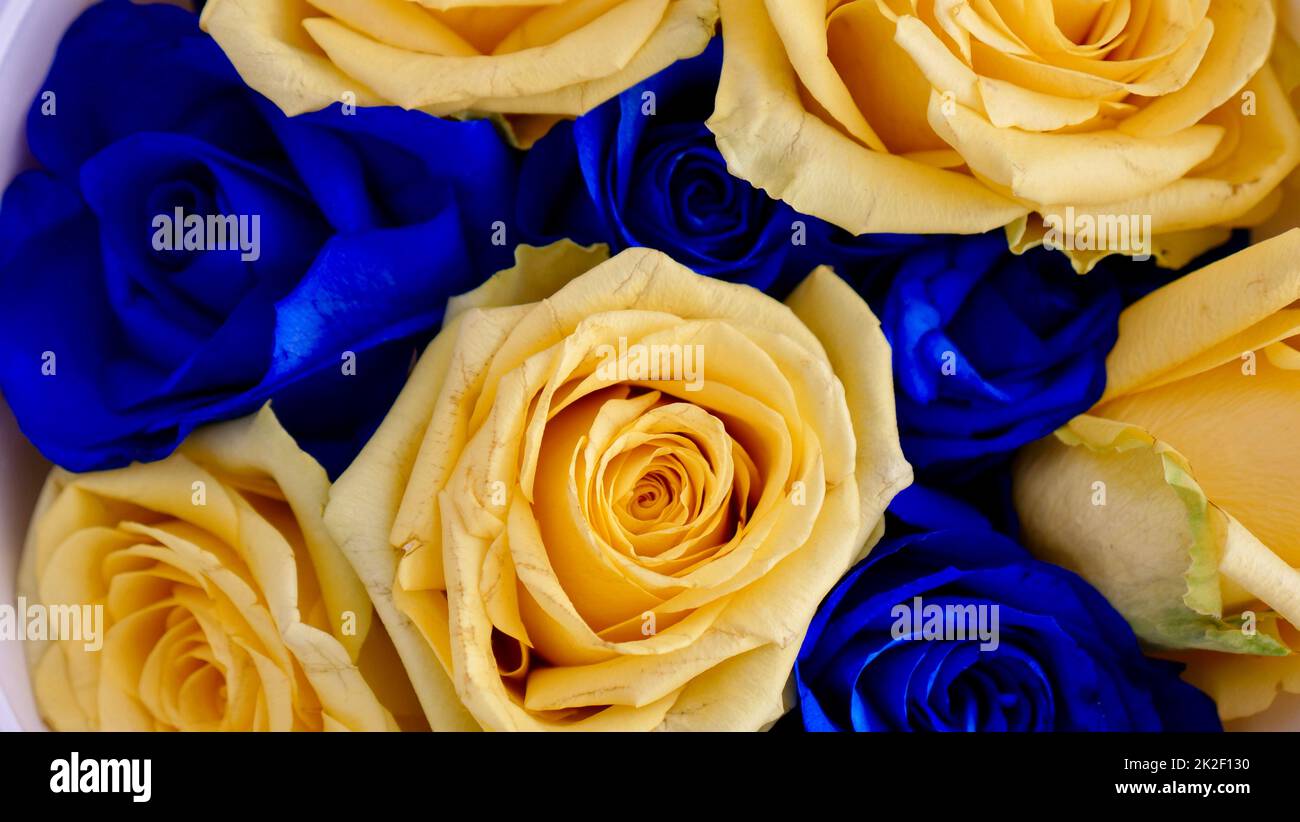 Yellow blue rose flowers Closeup Stock Photo Alamy