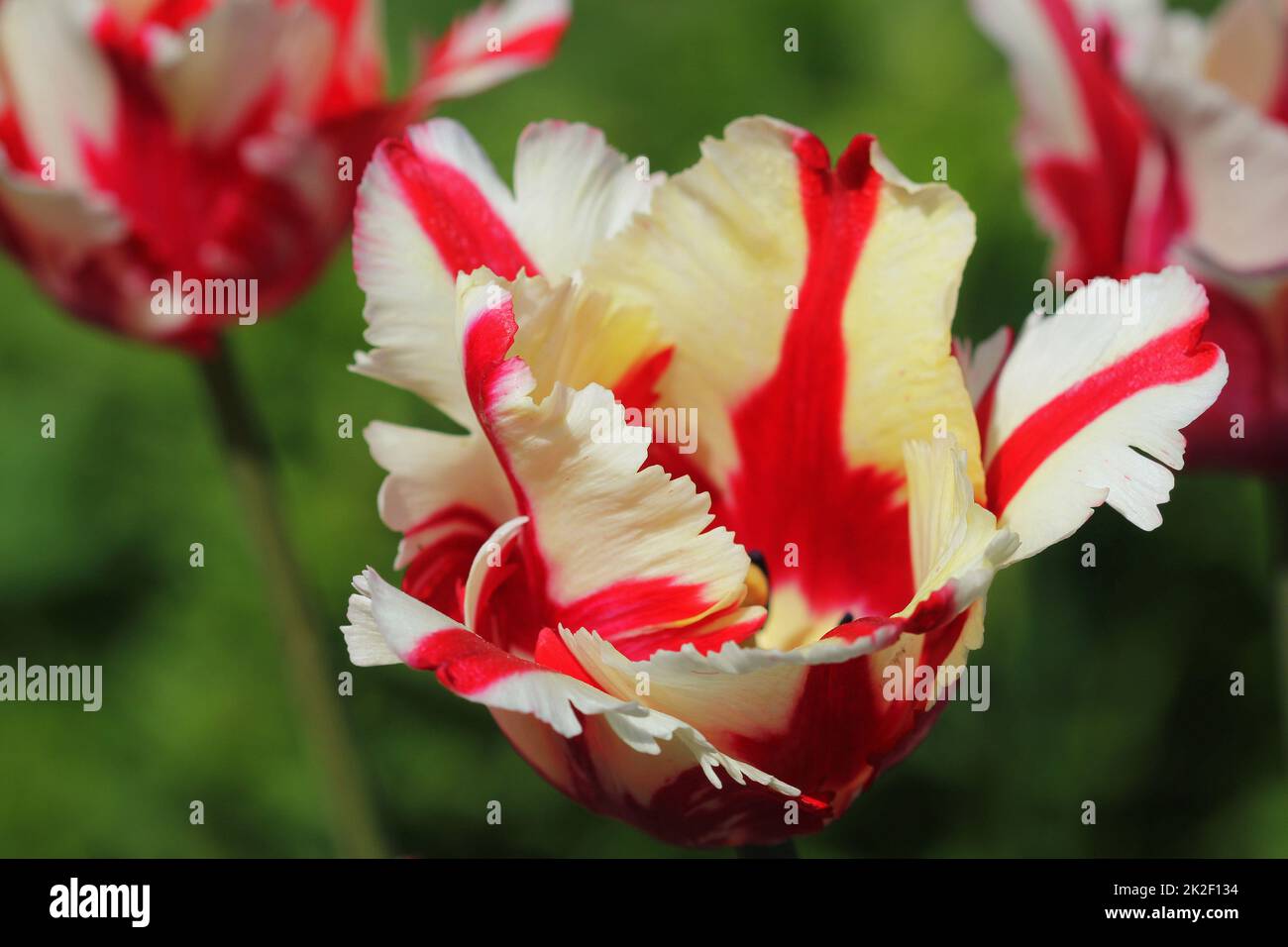 White tulip with red delicate stripes. Nature beauty in the garden. Stock Photo