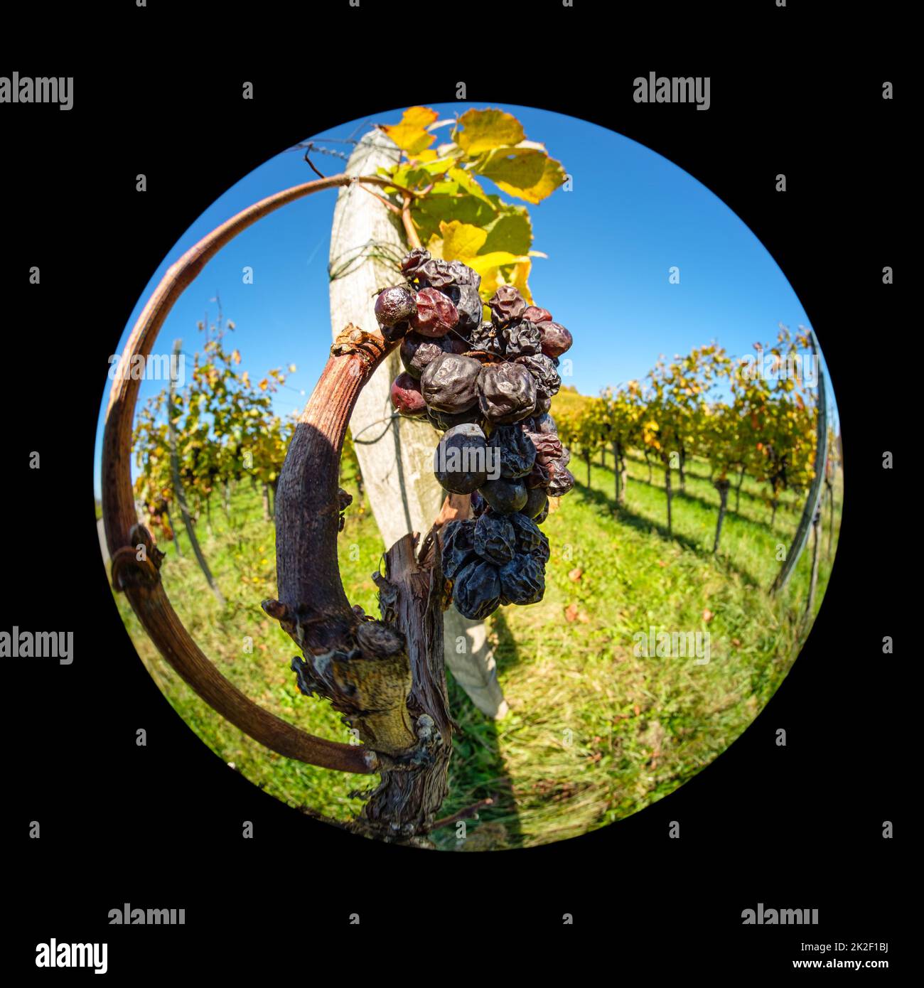Dried grapes for Trockenbeerenauslöse in a vineyard with fish-eye lens Stock Photo