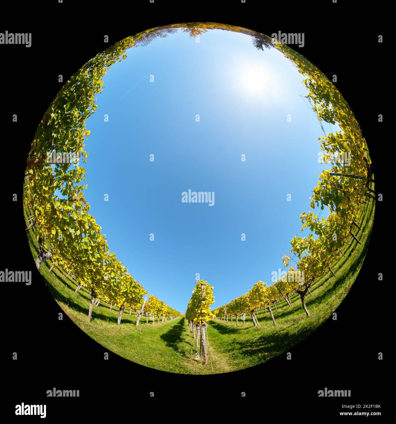 Vineyard in autumn landscape with fish-eye lens Stock Photo
