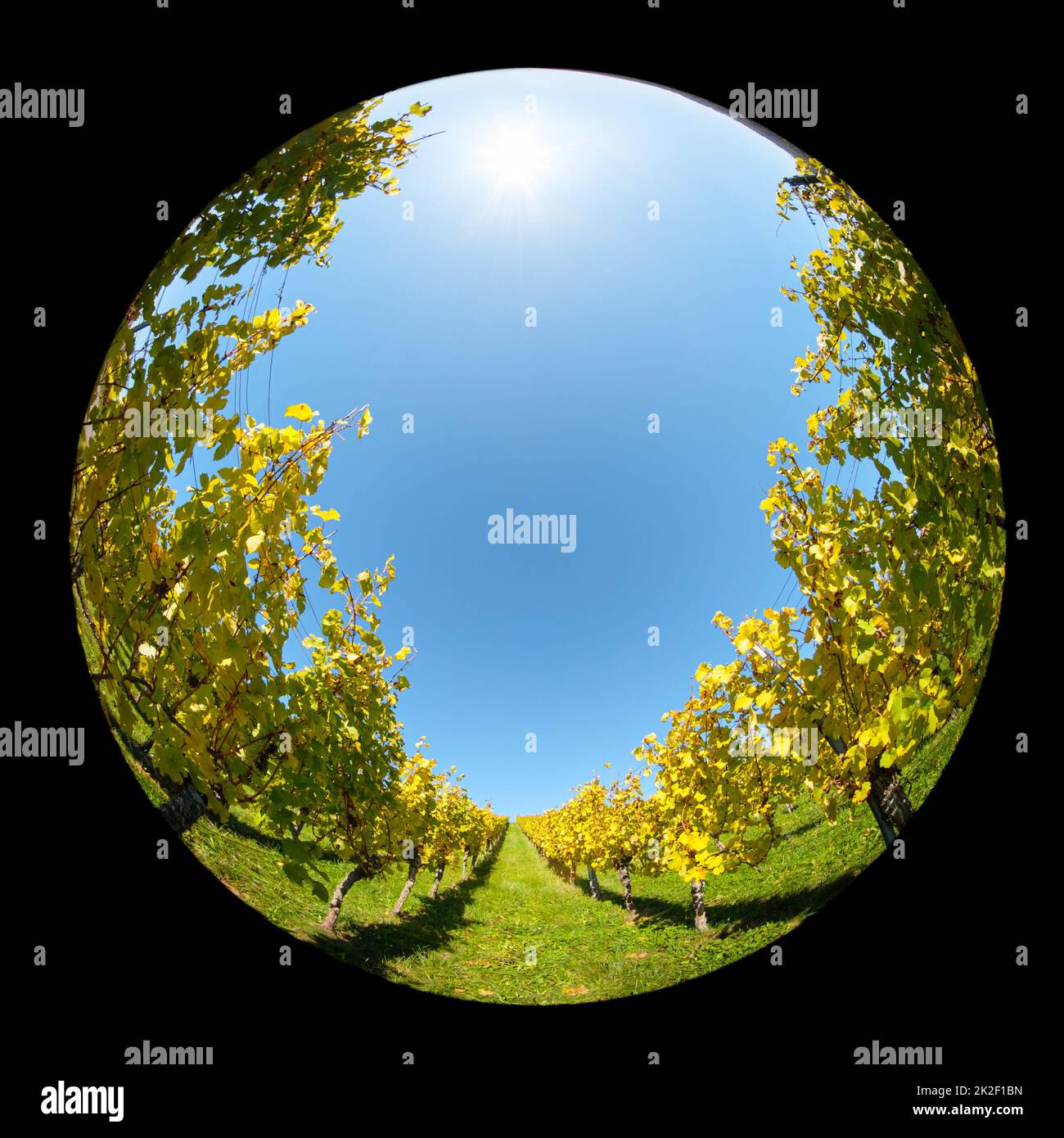 Vineayard with sun in the blue sky with fish-eye lens Stock Photo