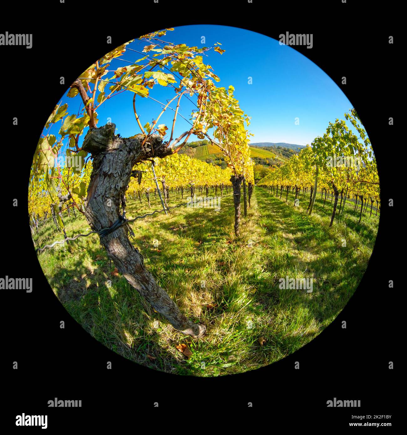 Old gnarled vine in a vineyard landscape in fish-eye lens Stock Photo