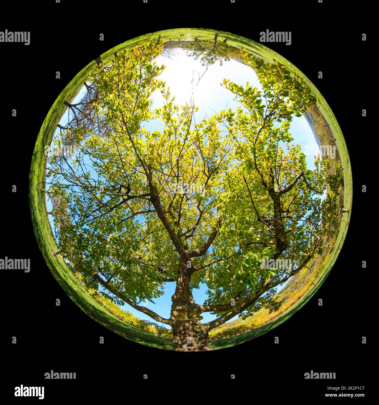 Old cherry tree plant with green foliage with fish-eye lens Stock Photo