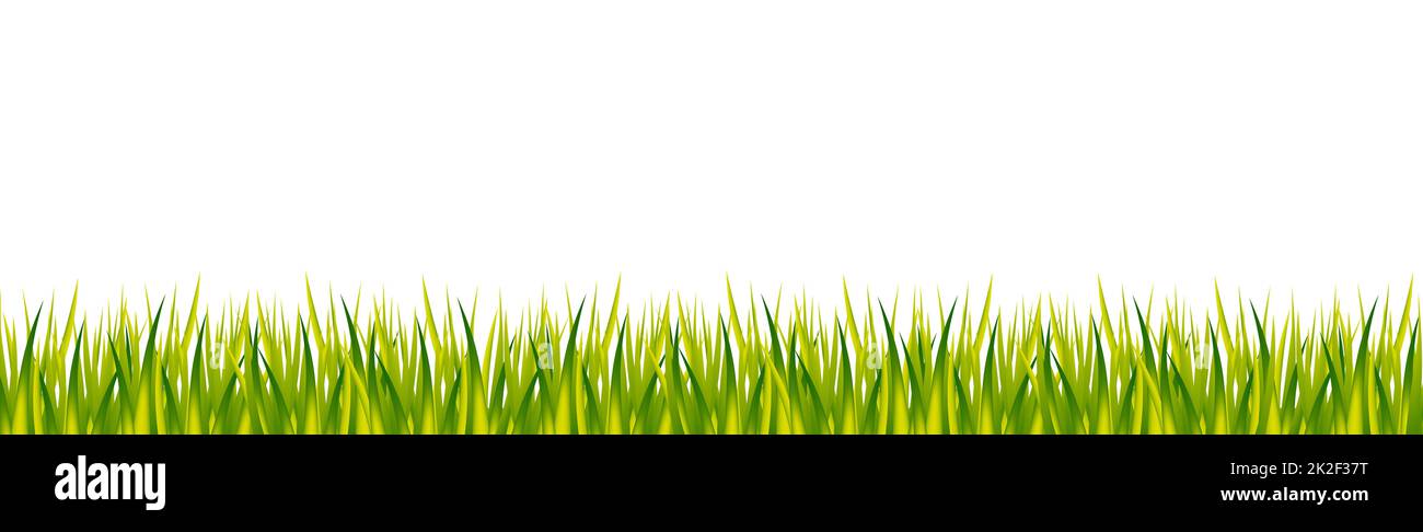 Realistic green grass on white panoramic background - Vector Stock ...