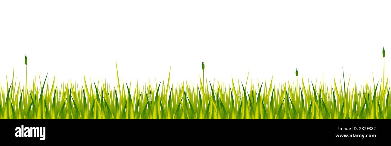 Realistic green grass with reeds isolated on white background - Vector ...