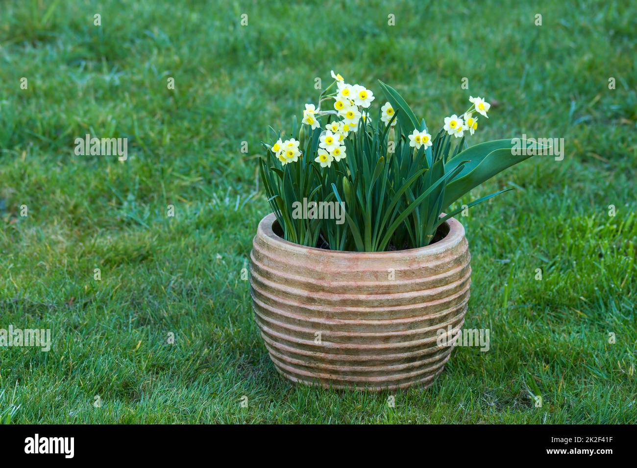 the daffodil flowers in a clay pot Stock Photo