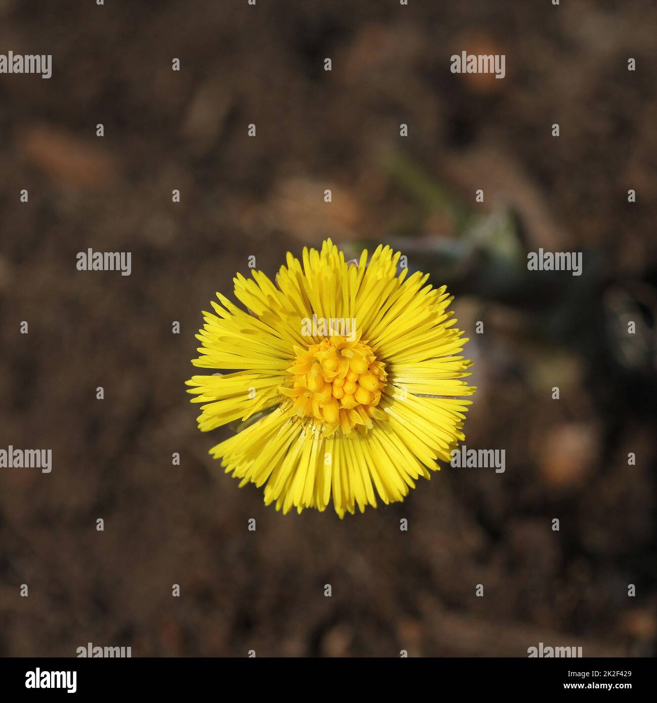 Coltsfoot, medicinal herb, flower in spring .Yellow flower in early spring . Stock Photo