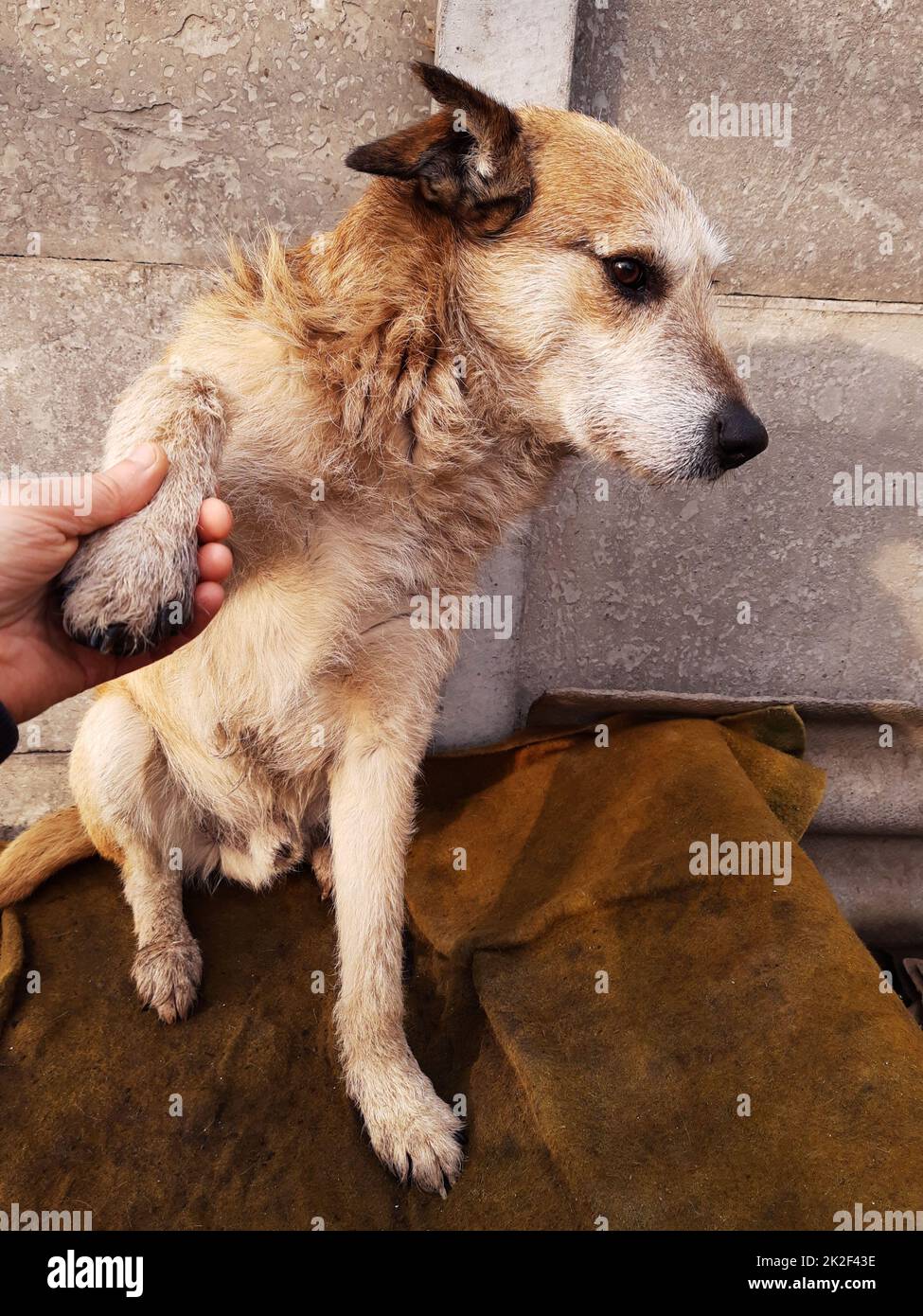 Hand holding the paw of a yard dog 3 Stock Photo
