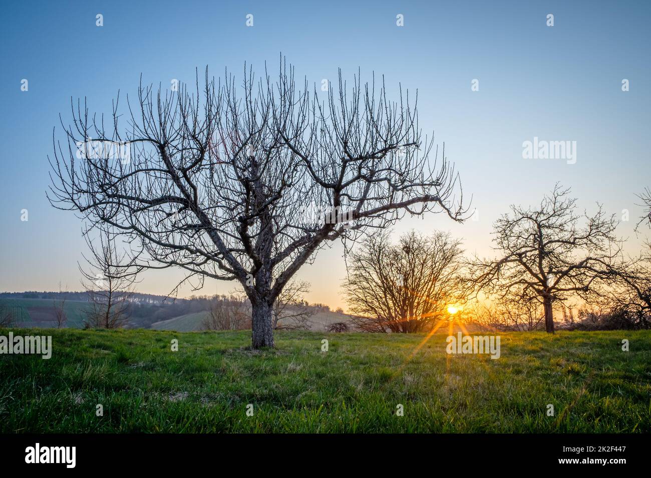 Sunrise in an orchard with apple trees in springtime Stock Photo