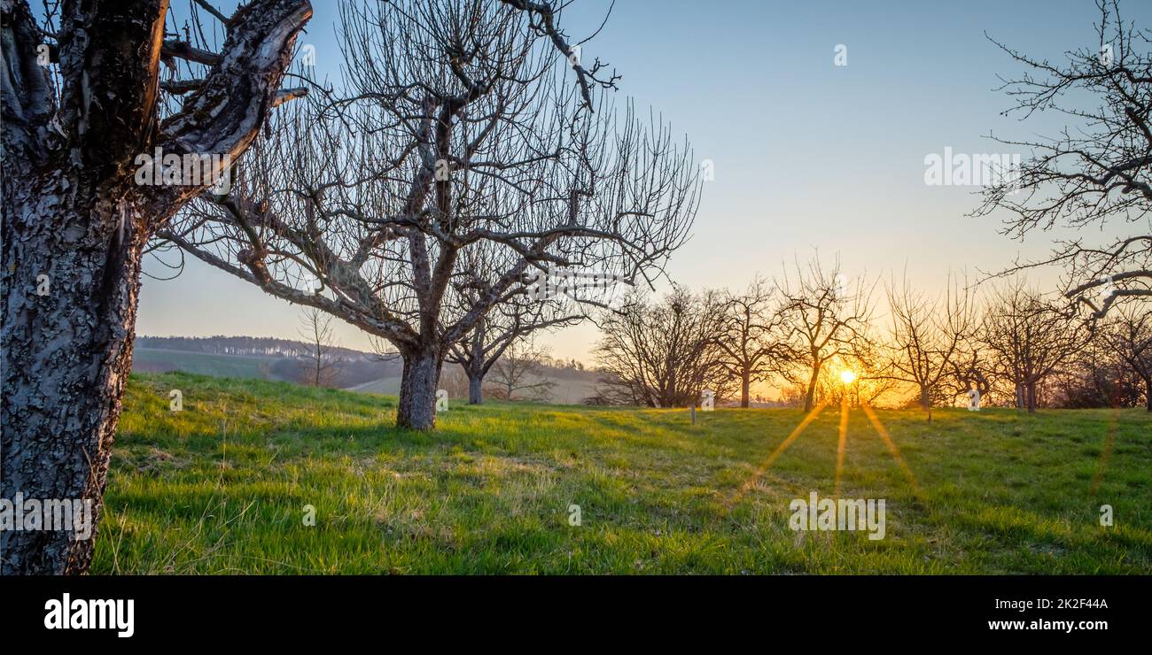 Apple trees in sunrise sunstar back lit landscape Stock Photo