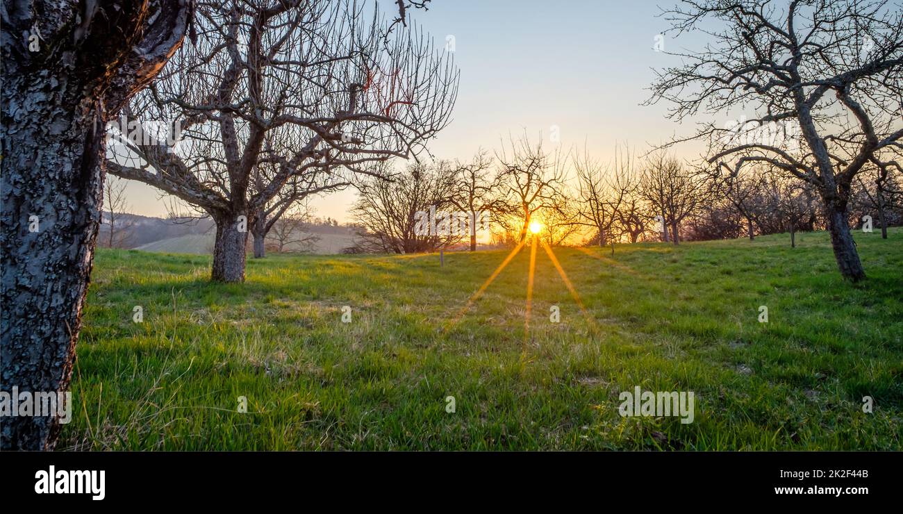 Sunrise with sunstar between fruit trees landscape Stock Photo