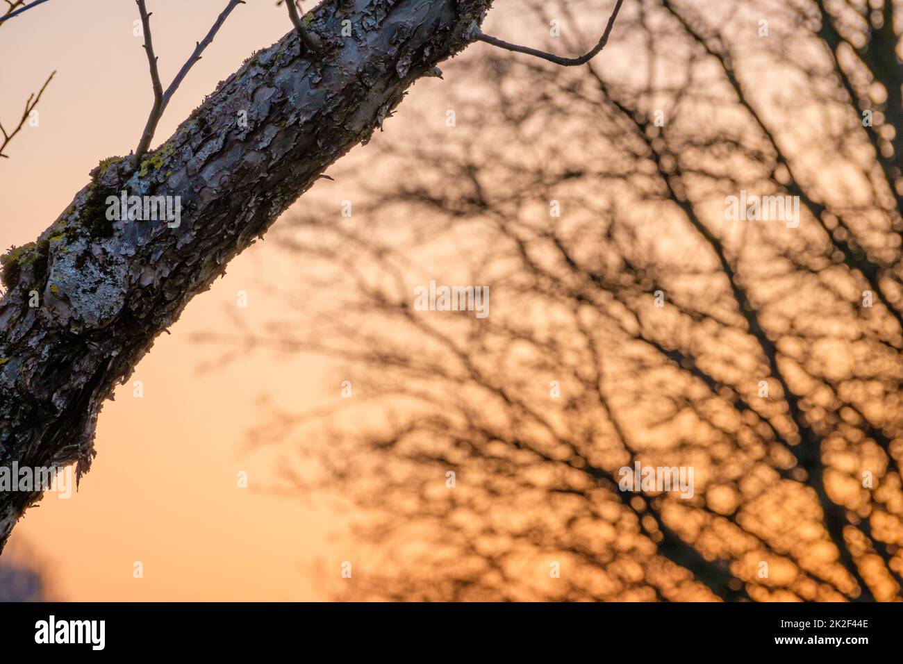 Branch with old bark of an apple tree plant Stock Photo
