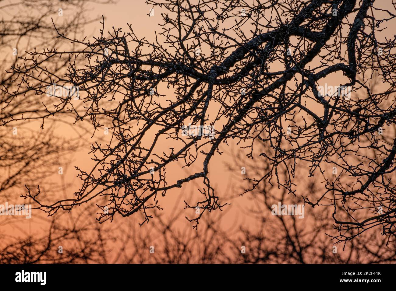 Branches of an old apple tree in morning back lit Stock Photo