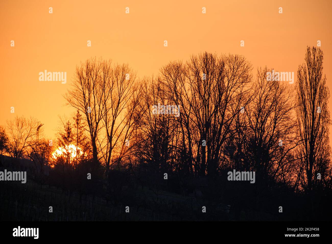 Light behind trees hi-res stock photography and images - Alamy