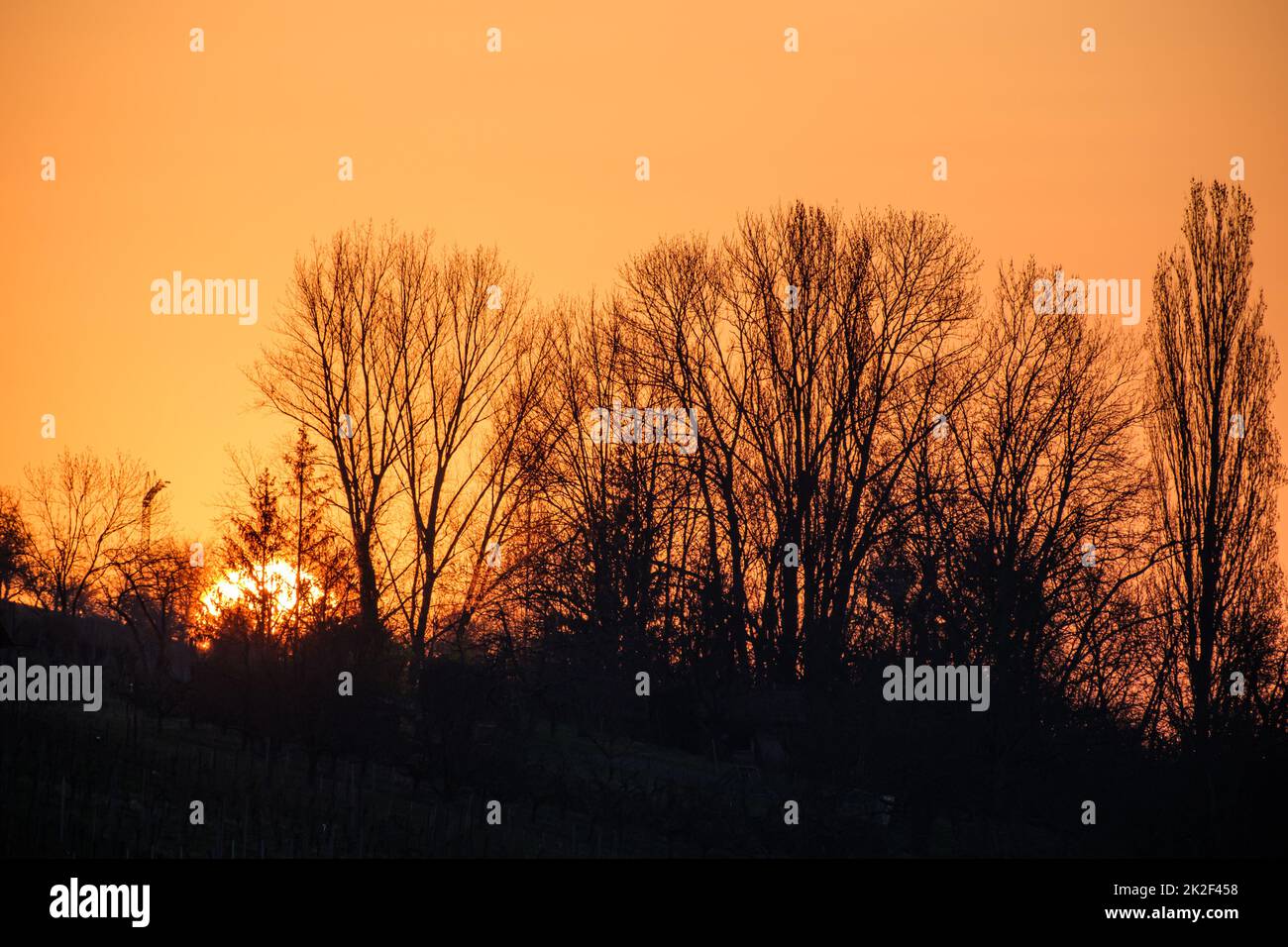 Sunrise behind bushes and trees landscape Stock Photo