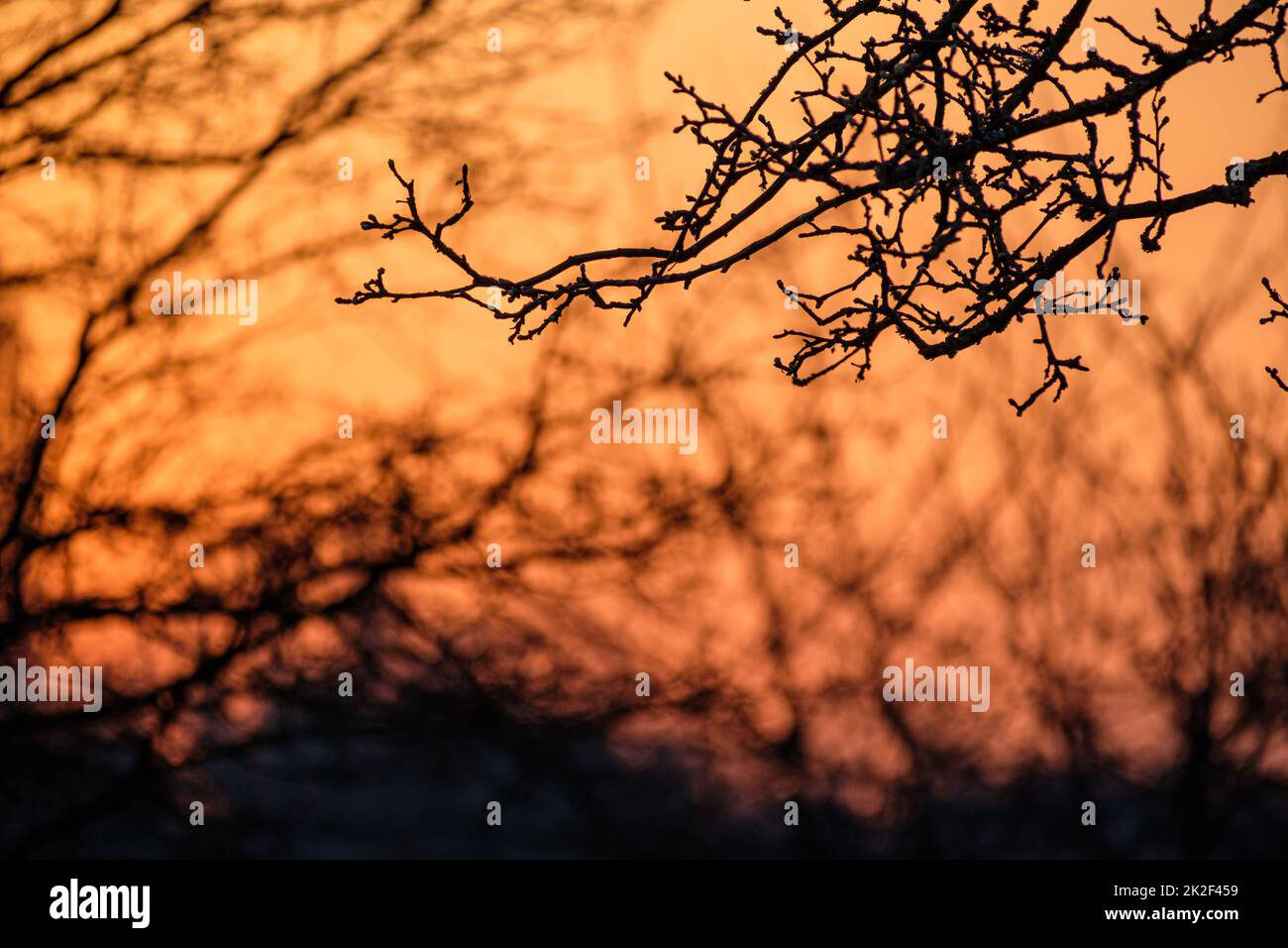 Close-up branch apple tree in orange morning back lit Stock Photo