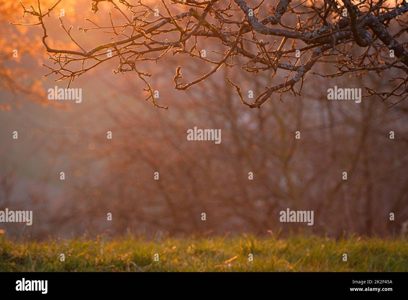 Apple tree branches in springtime back lit Stock Photo