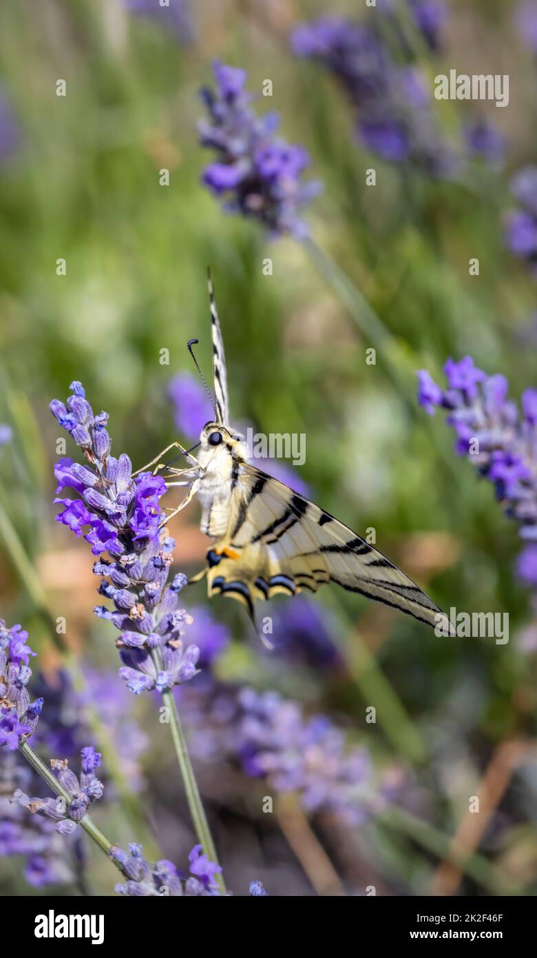 Fennel Swallowtail on lavender, Provence, France Stock Photo Alamy