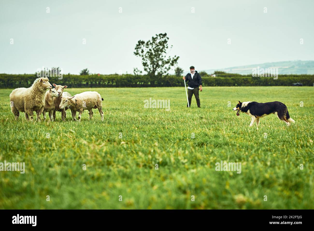 Its a face off. Wide shot of a focused young farmer looking at his dog facing off with tree sheep on a open green field on a farm. Stock Photo