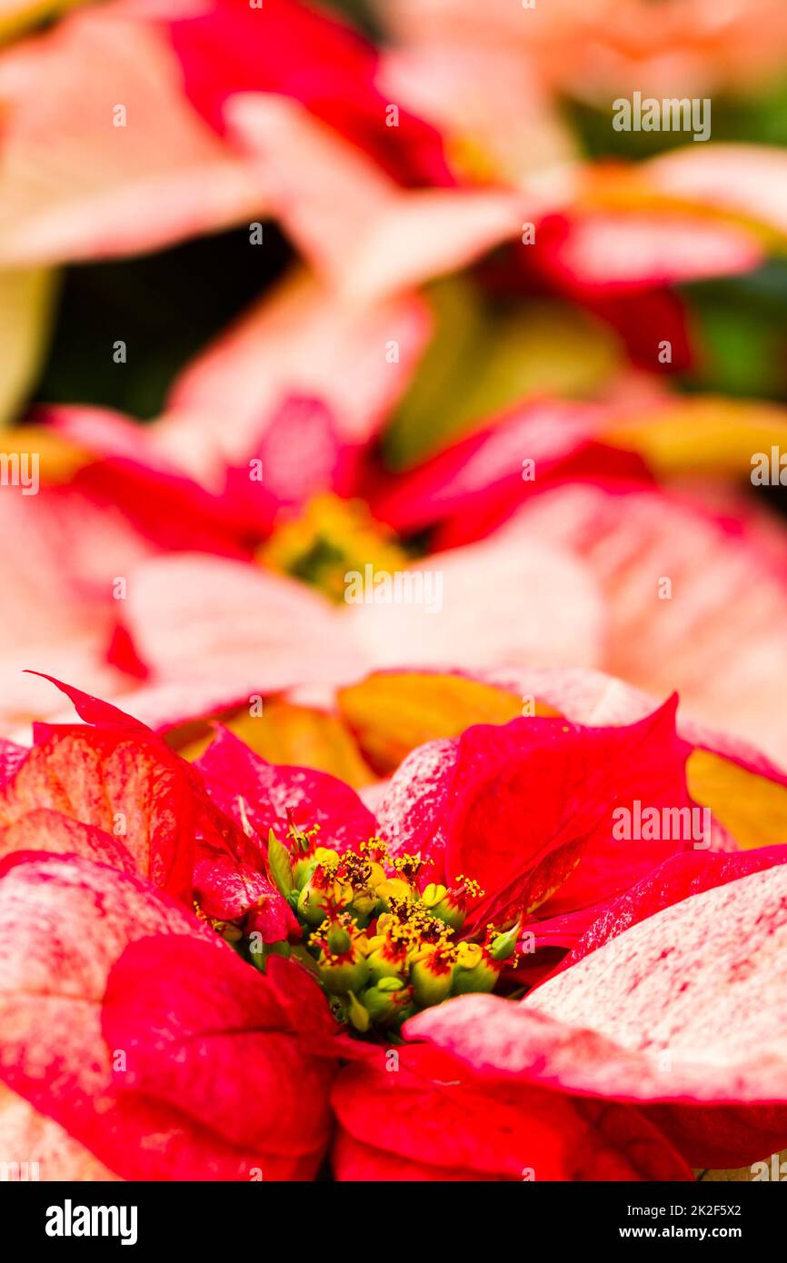 Poinsettias Stock Photo