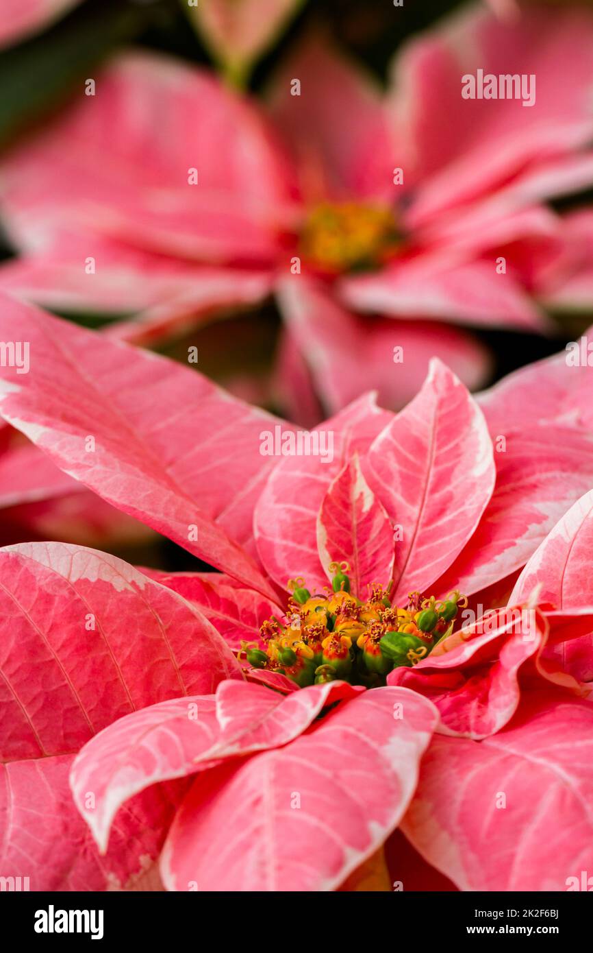 Poinsettias Stock Photo