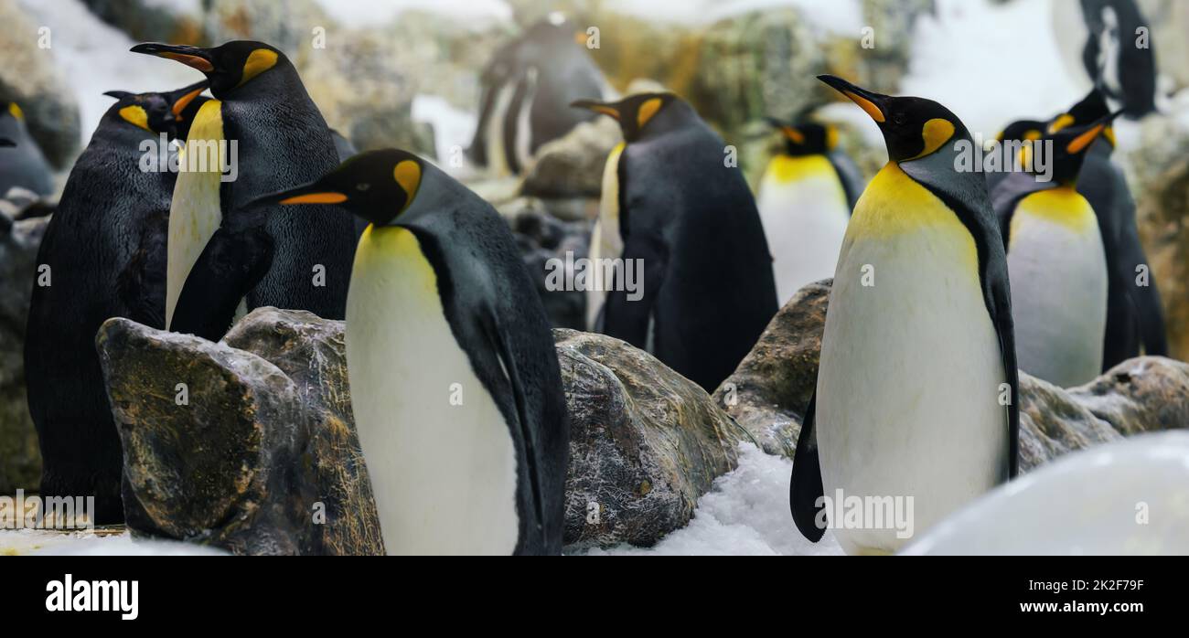 colony of the king penguins Stock Photo