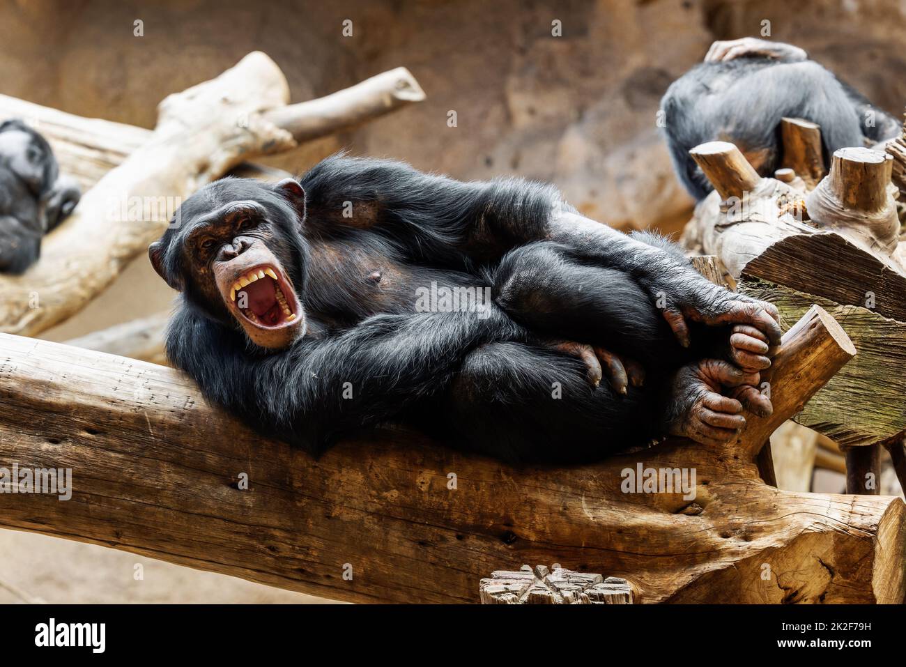 roaring chimpanzee lying down on tree trunk at zoo Stock Photo