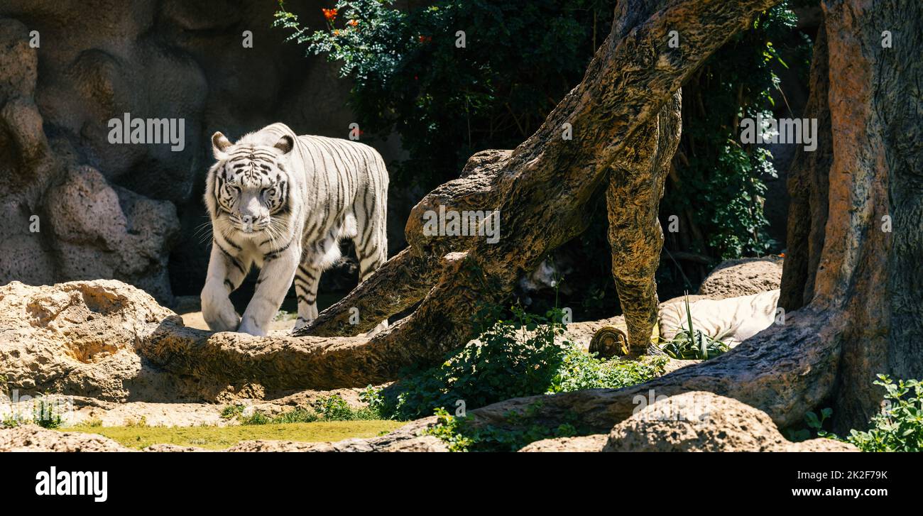 white bengal tiger in zoo Stock Photo