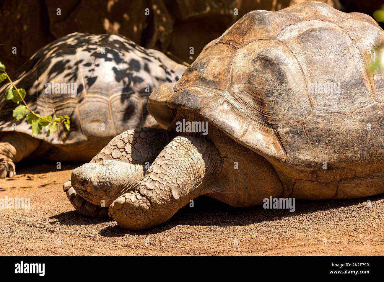 Galapagos giant tortoise. Chelonoidis niger Stock Photo