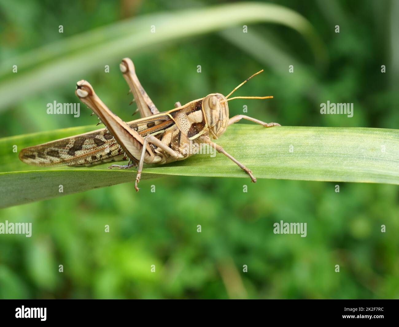 Brown Grasshopper, Bombay Locust on green leaf tree with natural black background, Thailand Stock Photo