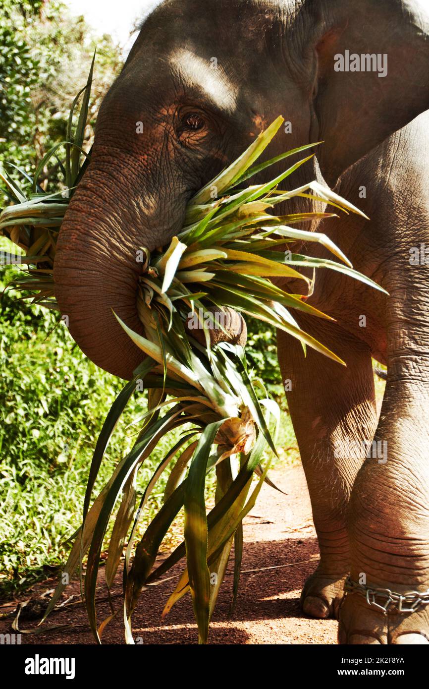 African Wildlife Foundation - An elephant's trunk is actually a long nose  used for smelling, breathing, trumpeting, drinking, and also for grabbing  objects such as branches, twigs and leaves. They also use