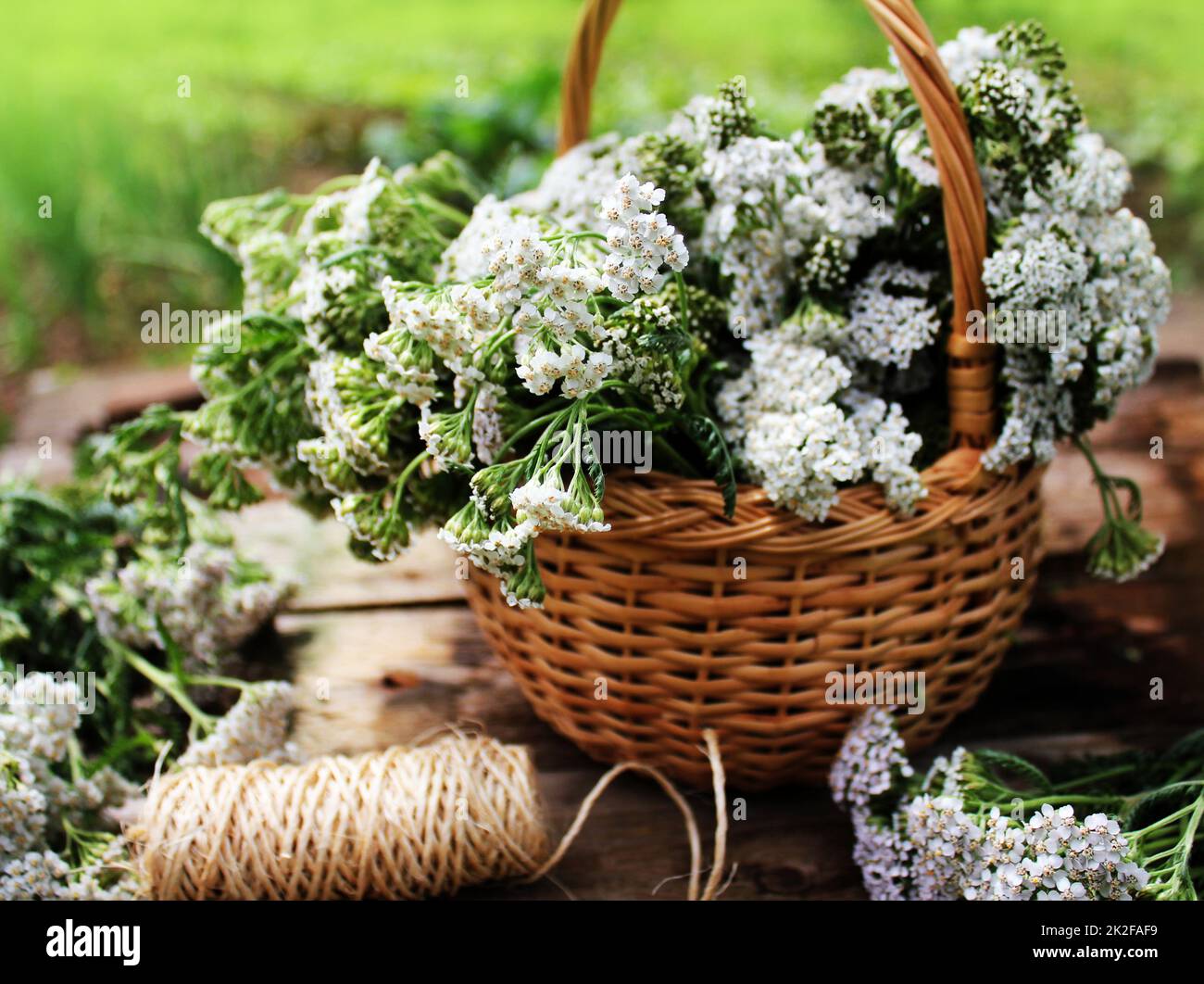 White yarrow (Achillea Millefolium) in basket Stock Photo