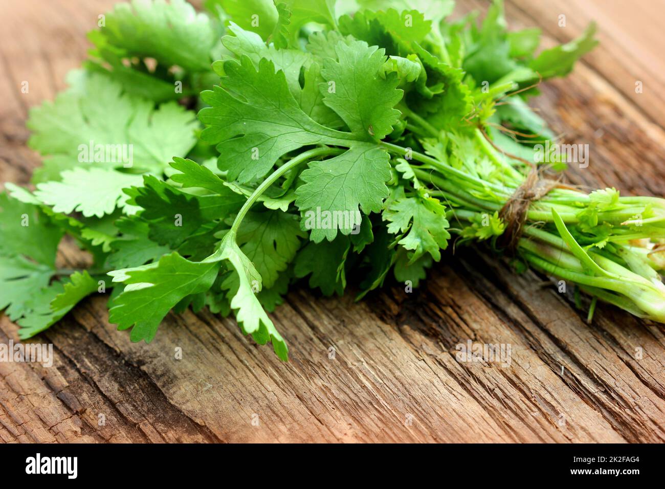 bunch of fresh green coriander (cilantro) on a wooden table Stock Photo