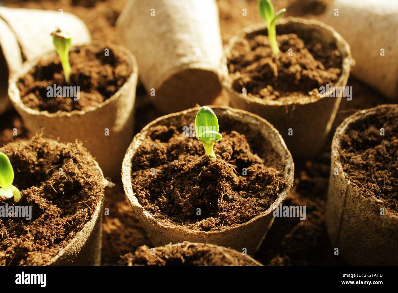 Young fresh seedling growing in pots Stock Photo - Alamy