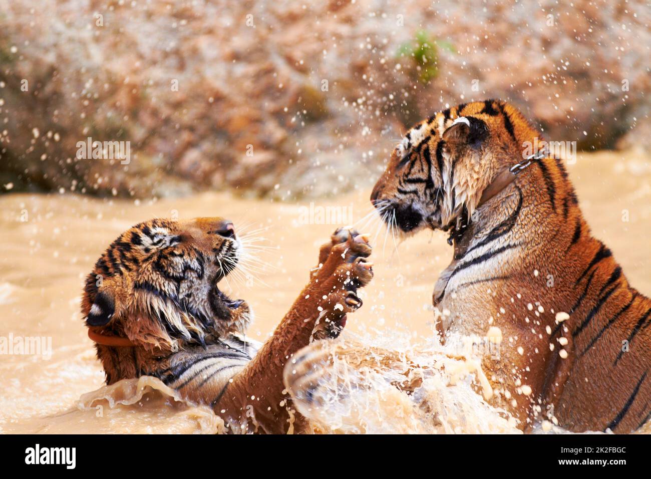 Tiger watersports. Tigers playfully fighting in the water. Stock Photo