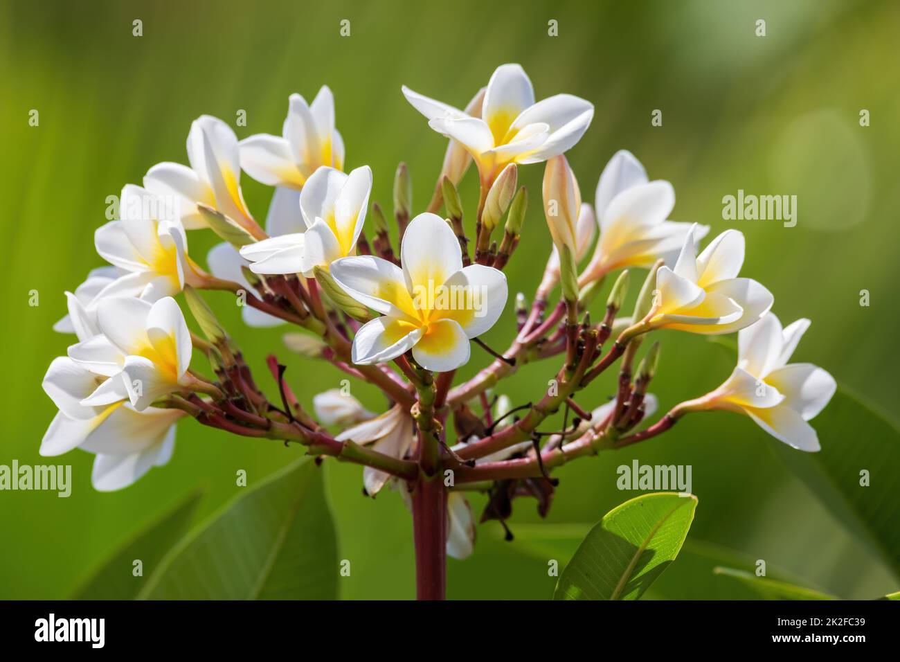 white plumeria flower in nature garden Stock Photo