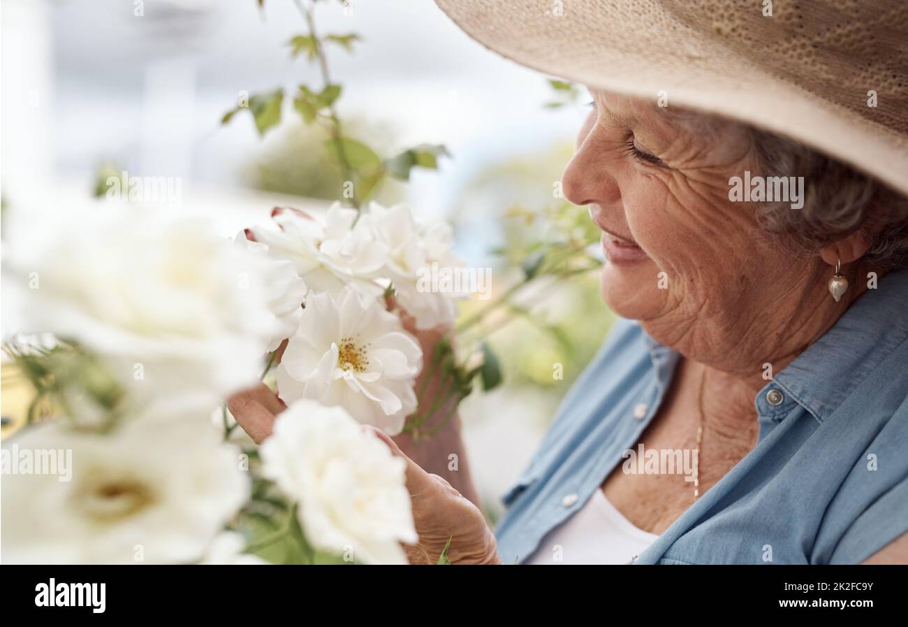 This lady of the flowers. Shot of an elderly woman looking at white garden roses in her backyard. Stock Photo