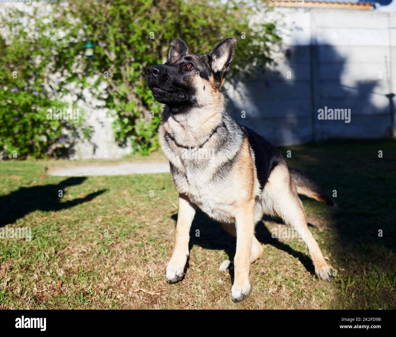 Being alert is the best quality of a German Shepherd. Full length shot of an adorable German Shepherd playing outside during a day at home. Stock Photo